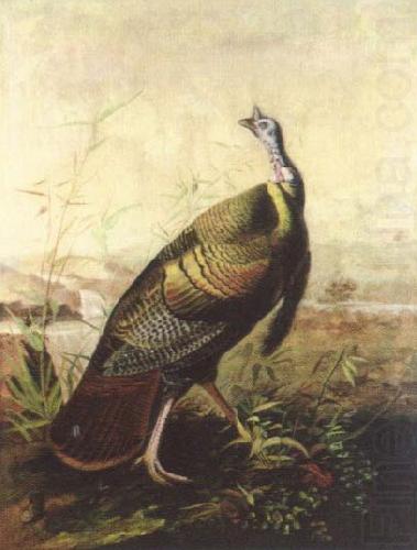 John James Audubon the american wild turkey cock china oil painting image